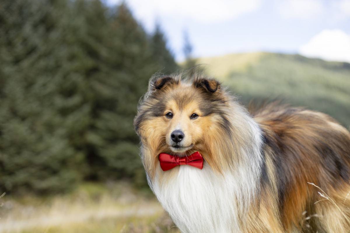 Rød Julesløyfe - Accessories () fra Pawsome | Kjøp hos A - Vet Shop