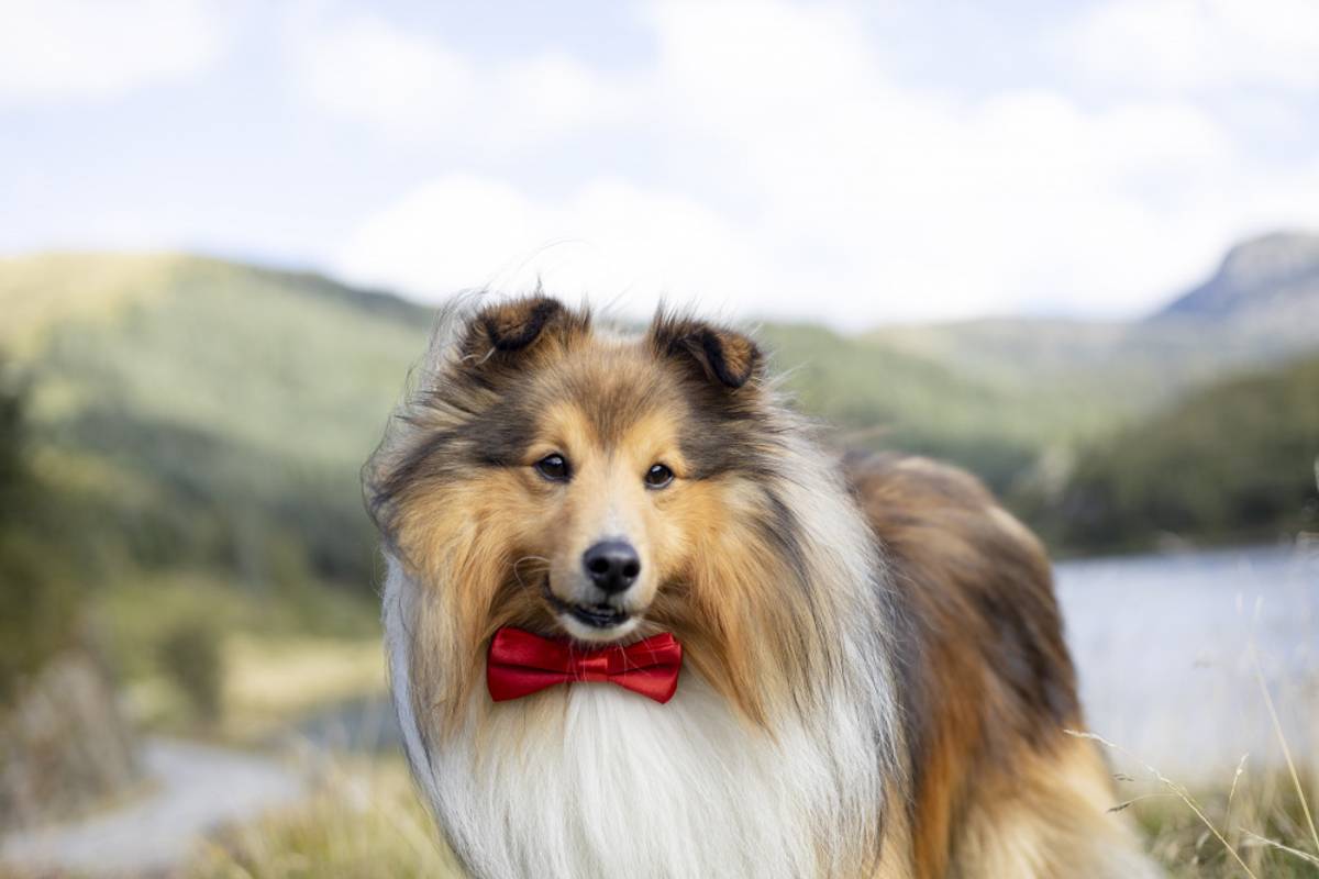 Rød Julesløyfe - Accessories () fra Pawsome | Kjøp hos A - Vet Shop