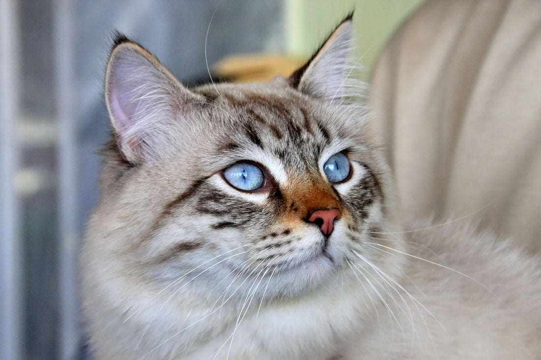 Siberian cat