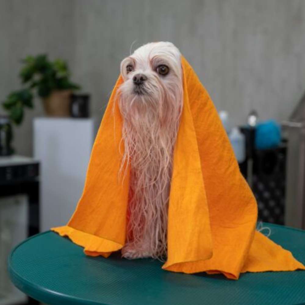 Show Tech Moisture Magnet Håndkle - Håndkle (50 x 70 cm) fra ShowTech | Kjøp hos A - Vet Shop