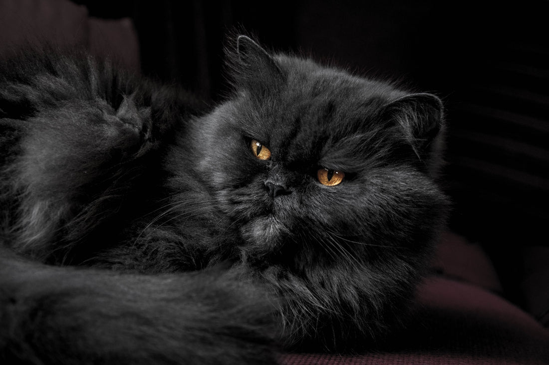 Persians