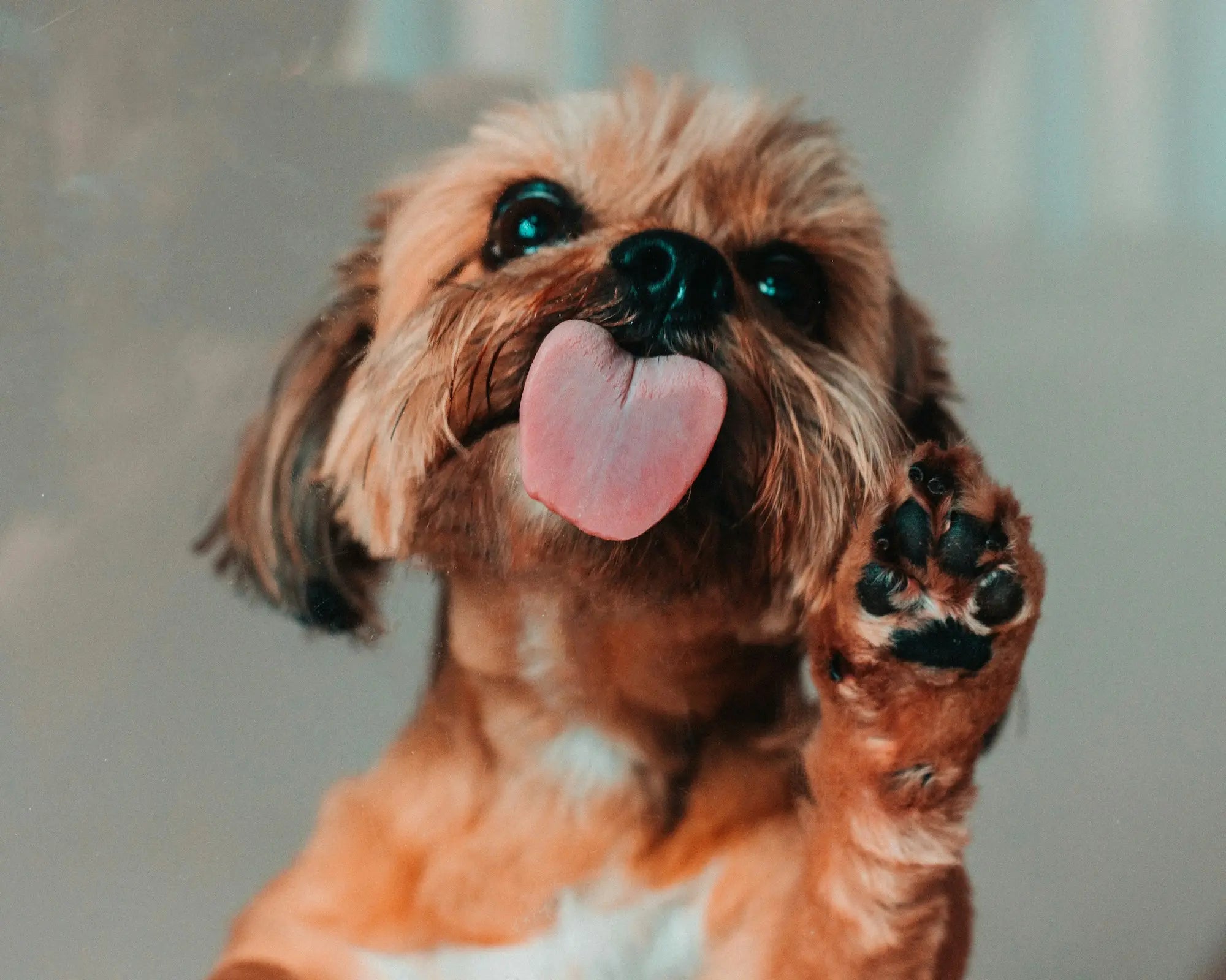 Hund med tungen ut