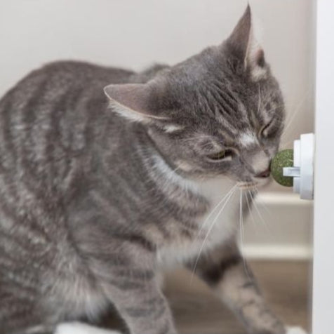 Trixie Catnip ball med holder - A - Vet Shop