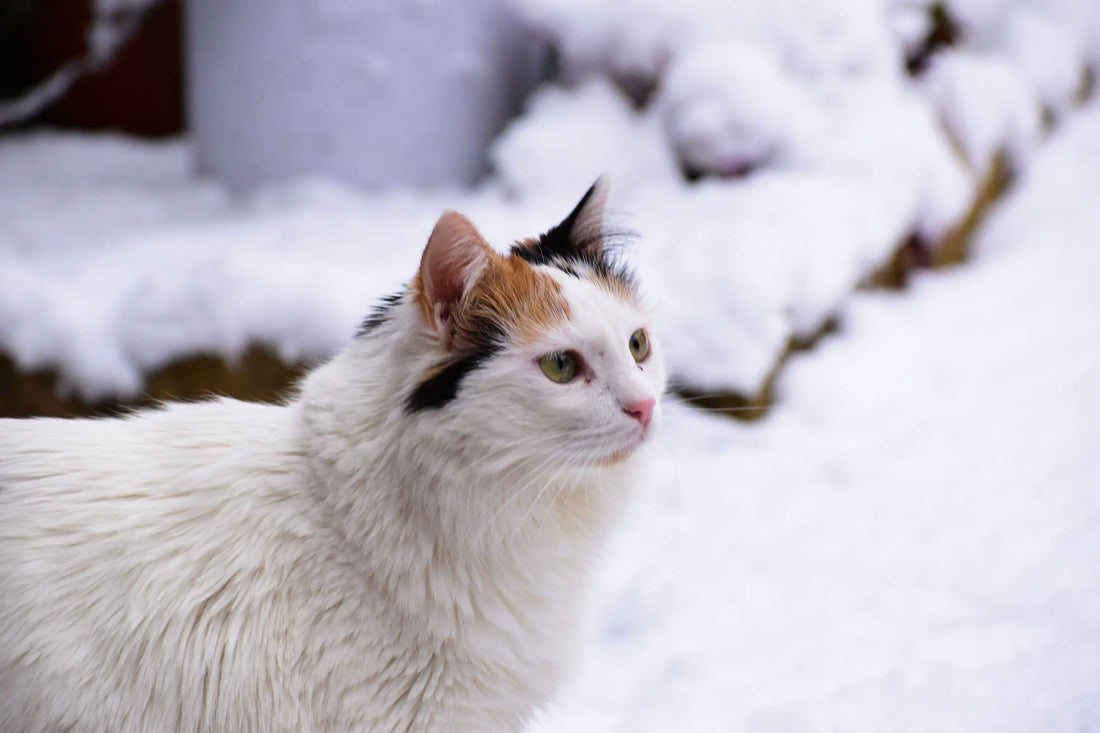 Turkish Van
