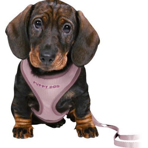 Junior Puppy Soft Sele med bånd - A - Vet Shop