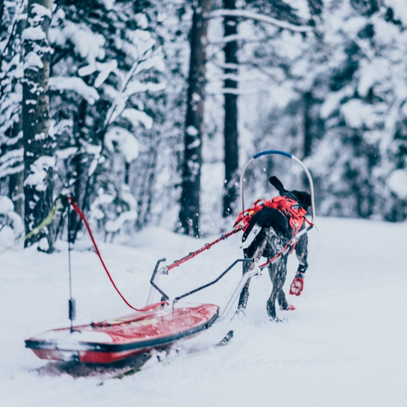 Non - stop Combined Harness - A - Vet Shop