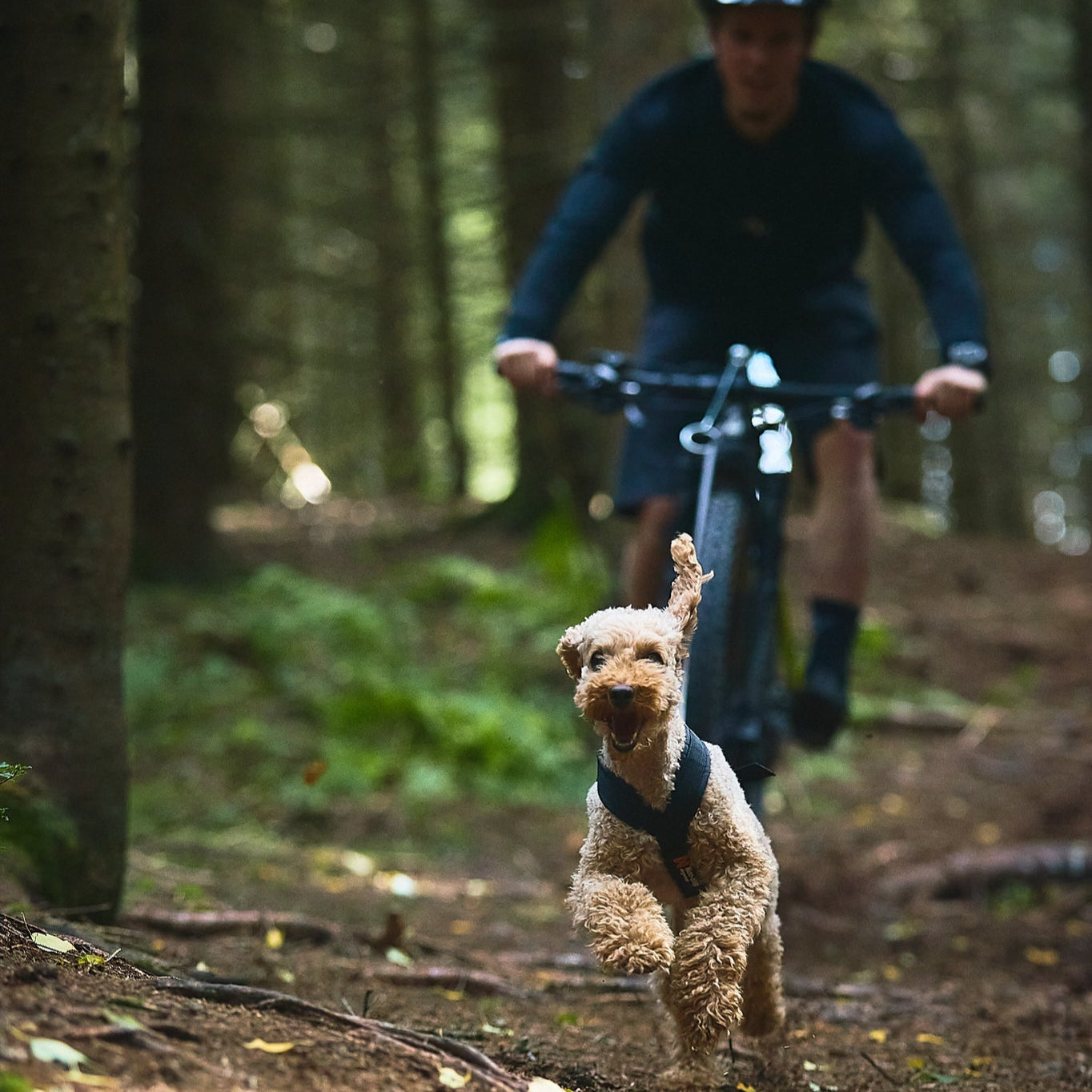 Non - stop Freemotion Harness - A - Vet Shop