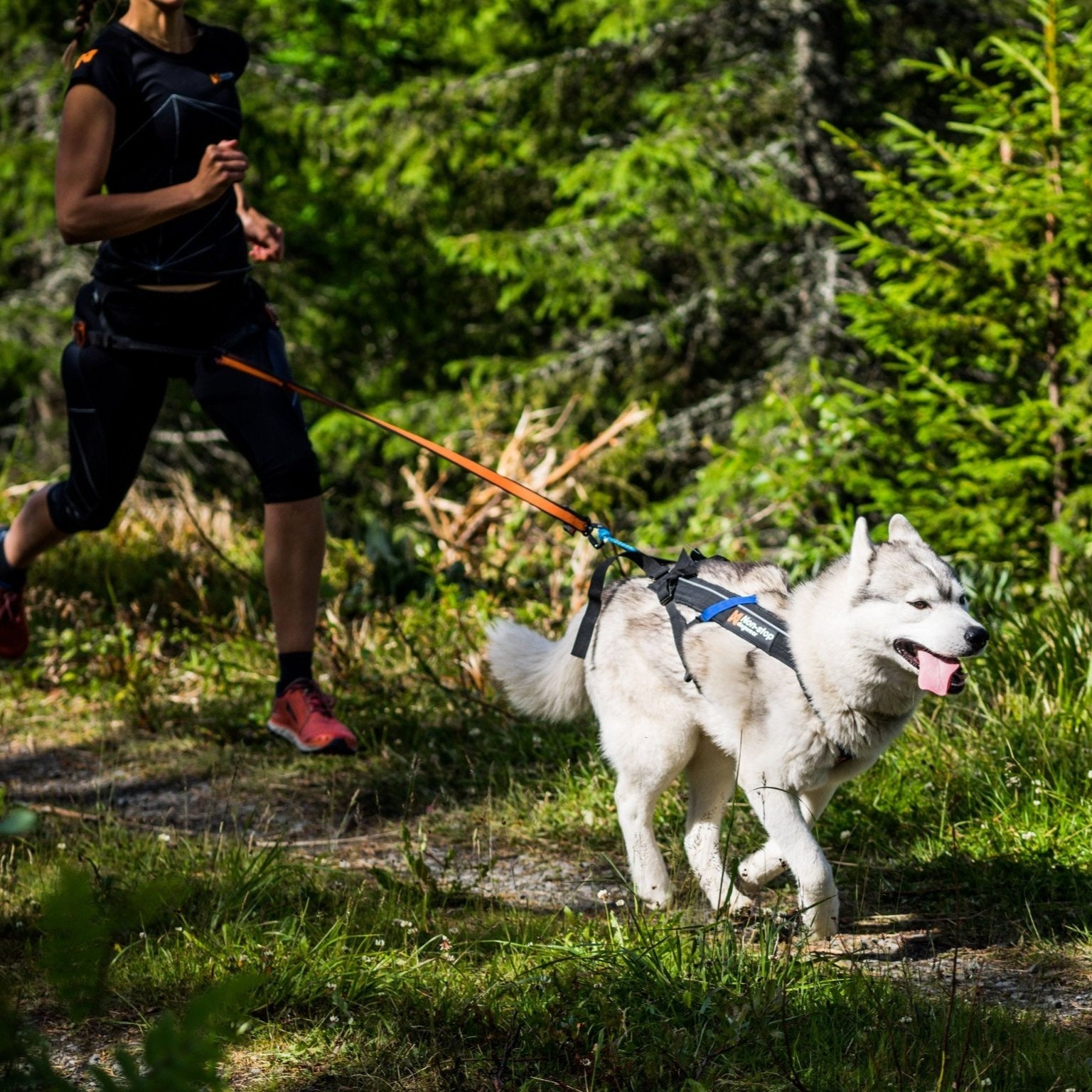 Non - stop Freemotion Harness - A - Vet Shop