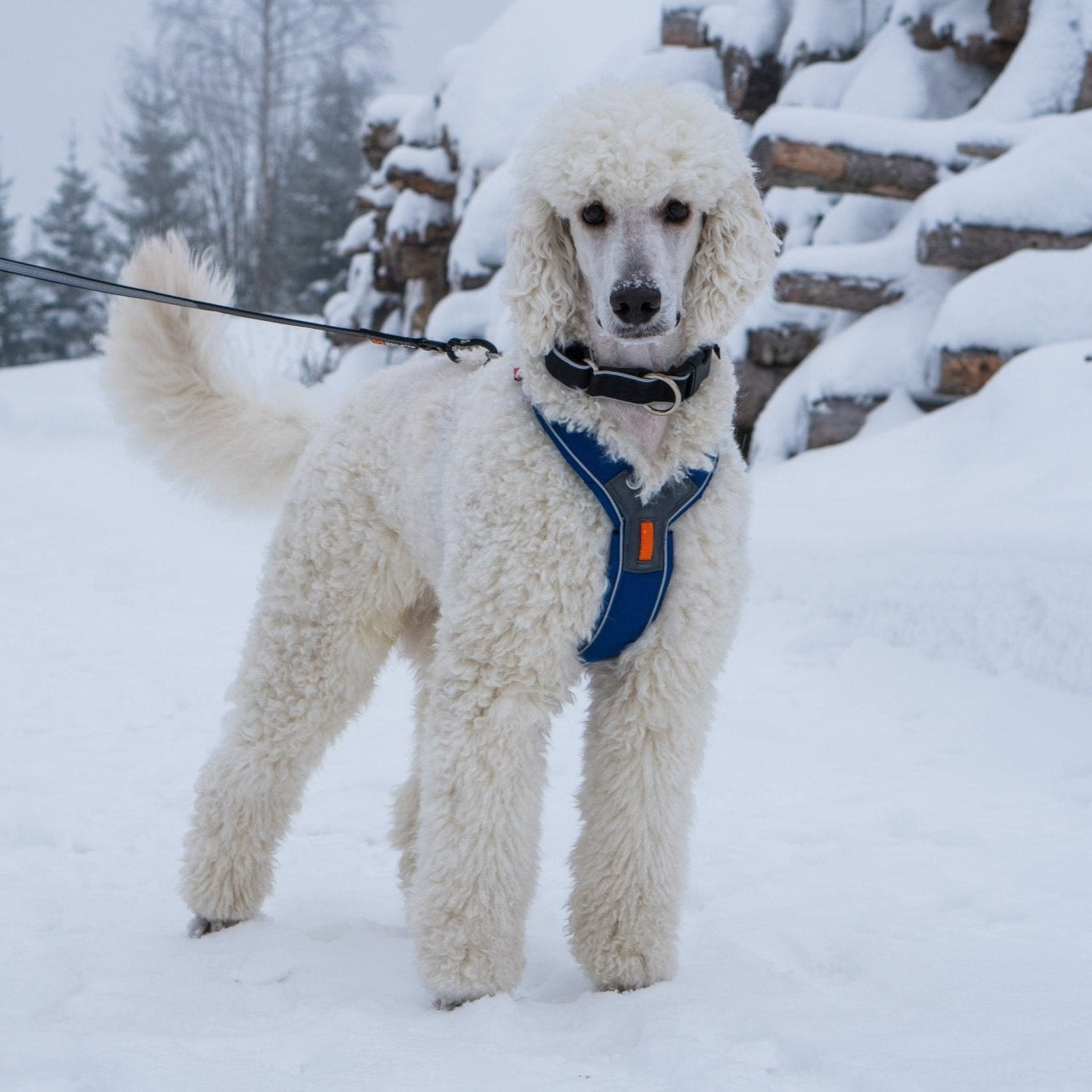Non - stop Line Harness - A - Vet Shop
