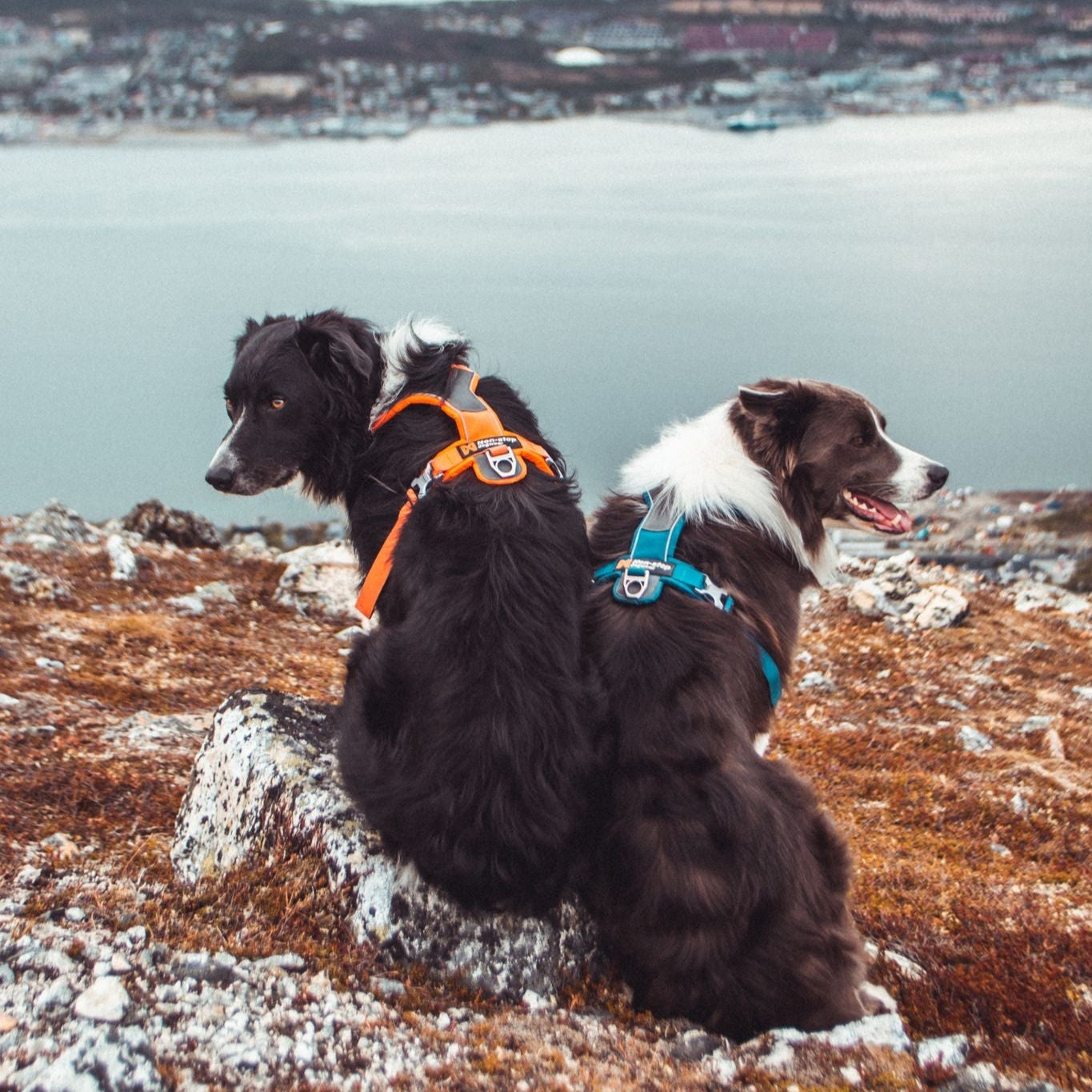 Non - stop Line Harness - A - Vet Shop