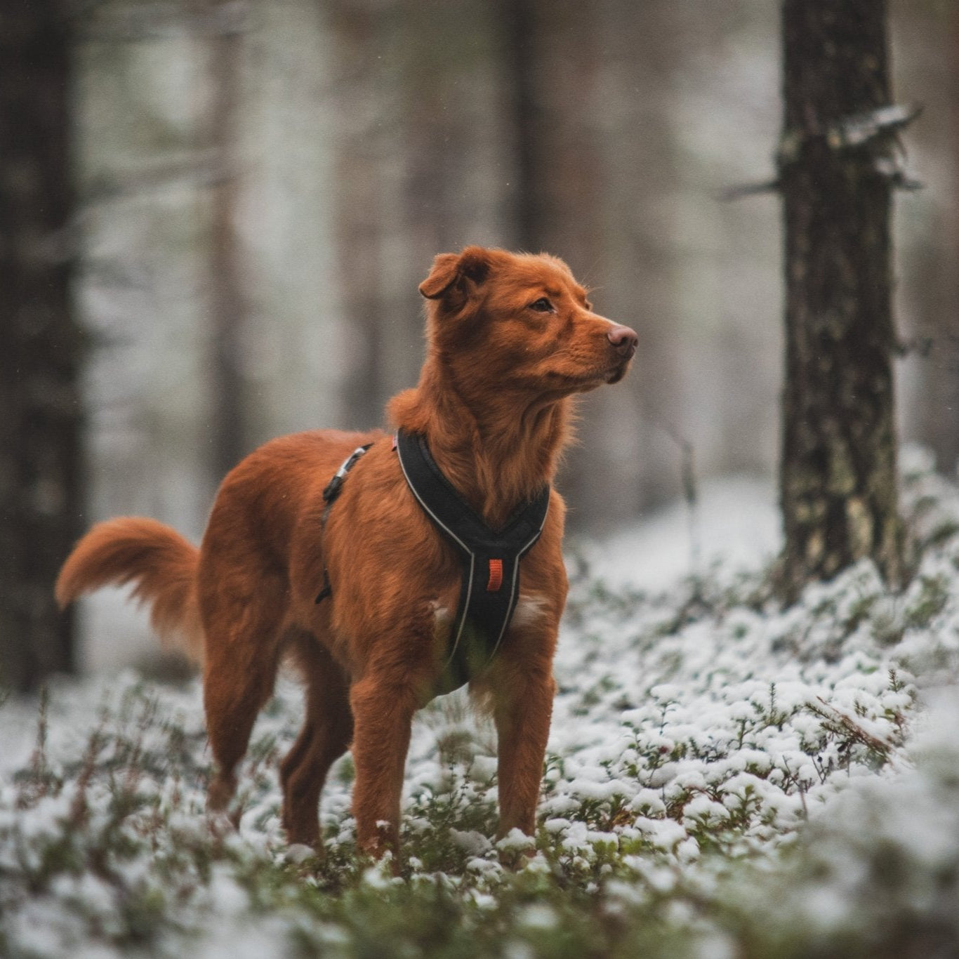 Non - stop Line Harness - A - Vet Shop