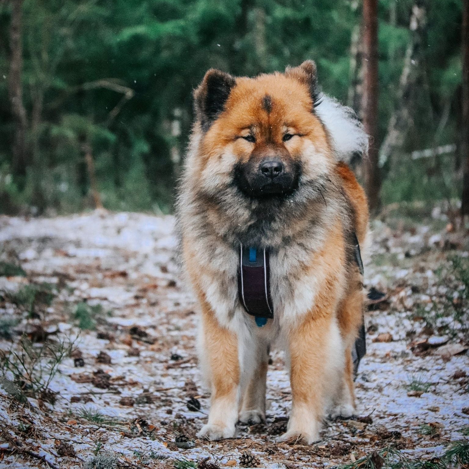 Non - stop Line Harness - A - Vet Shop