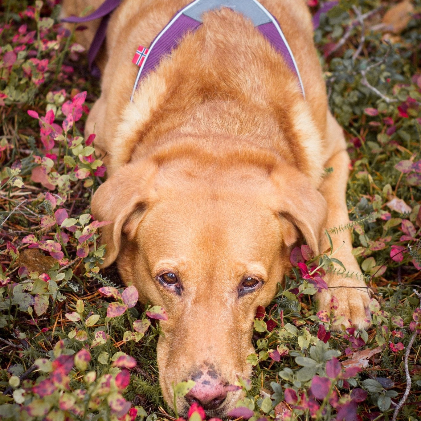 Non - stop Line Harness - A - Vet Shop