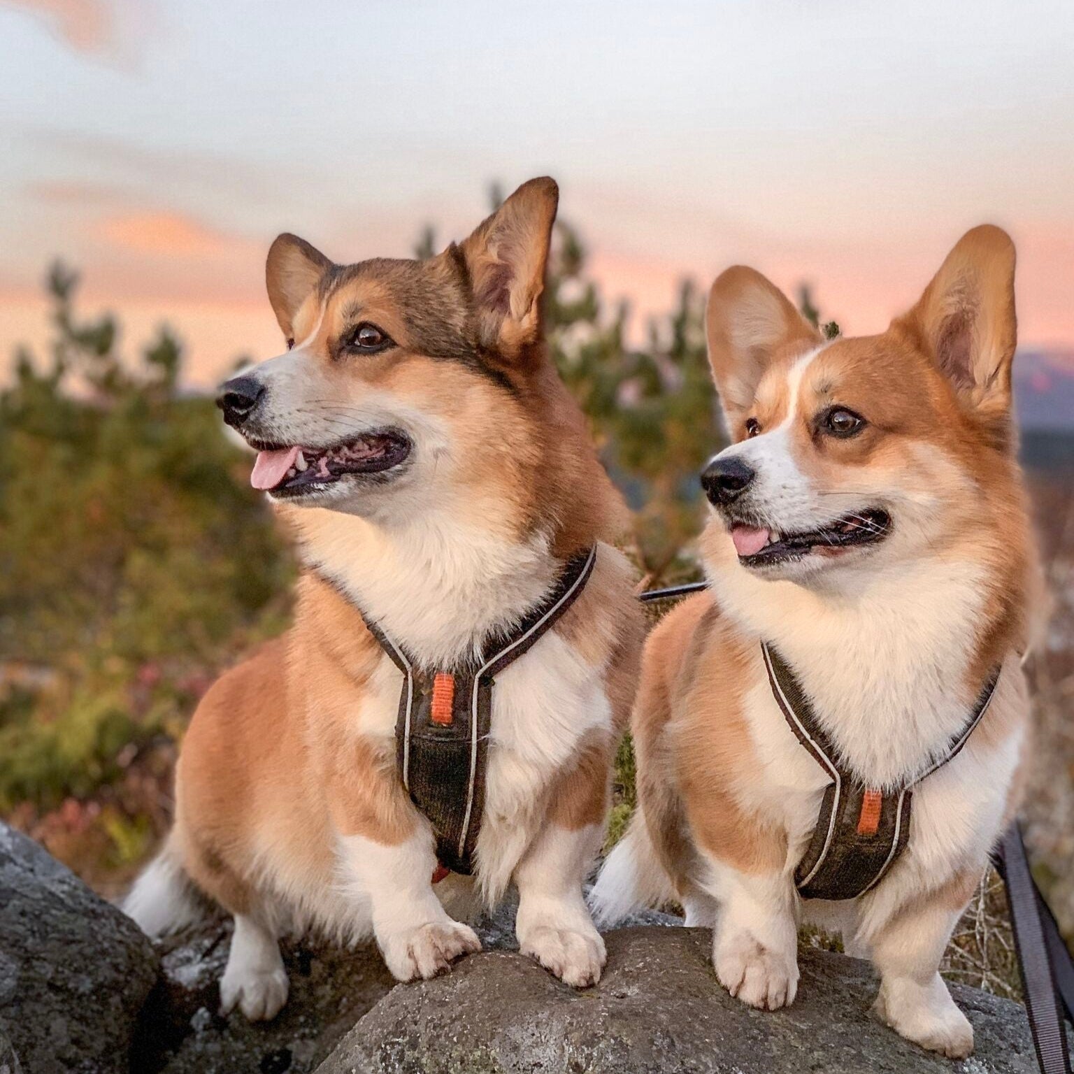 Non - stop Line Harness - A - Vet Shop