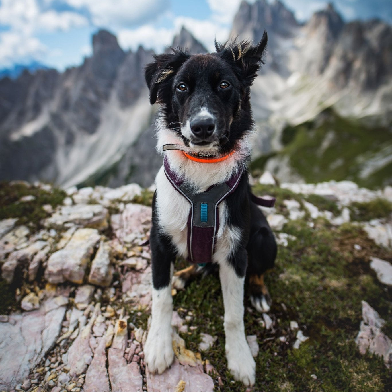 Non - stop Line Harness - A - Vet Shop