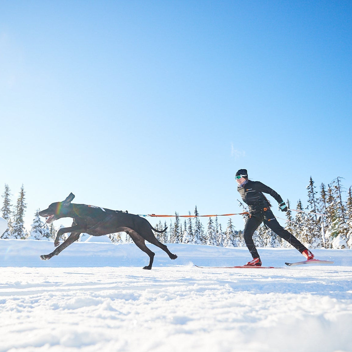Non - stop Løype Belt - A - Vet Shop