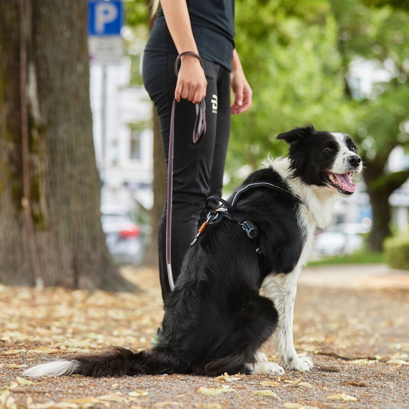 Non - stop Move Leash - A - Vet Shop