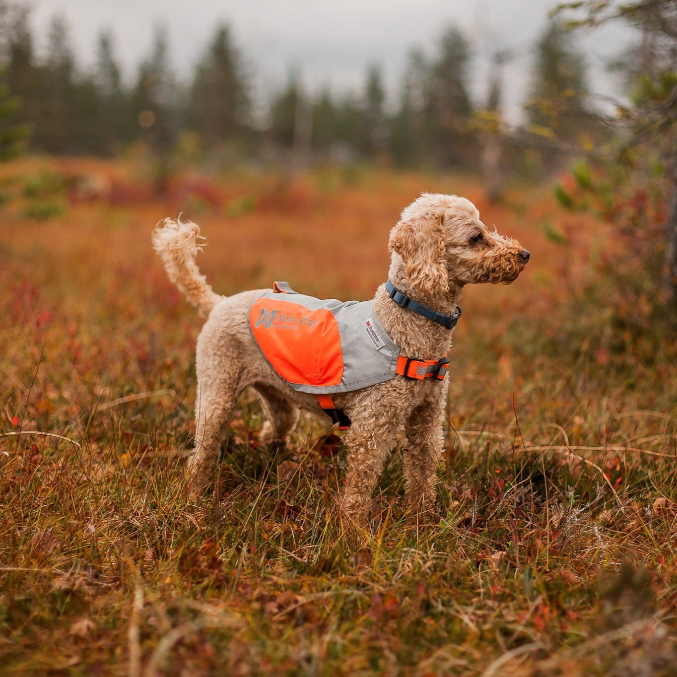 Non - stop Reflection Blanket - A - Vet Shop