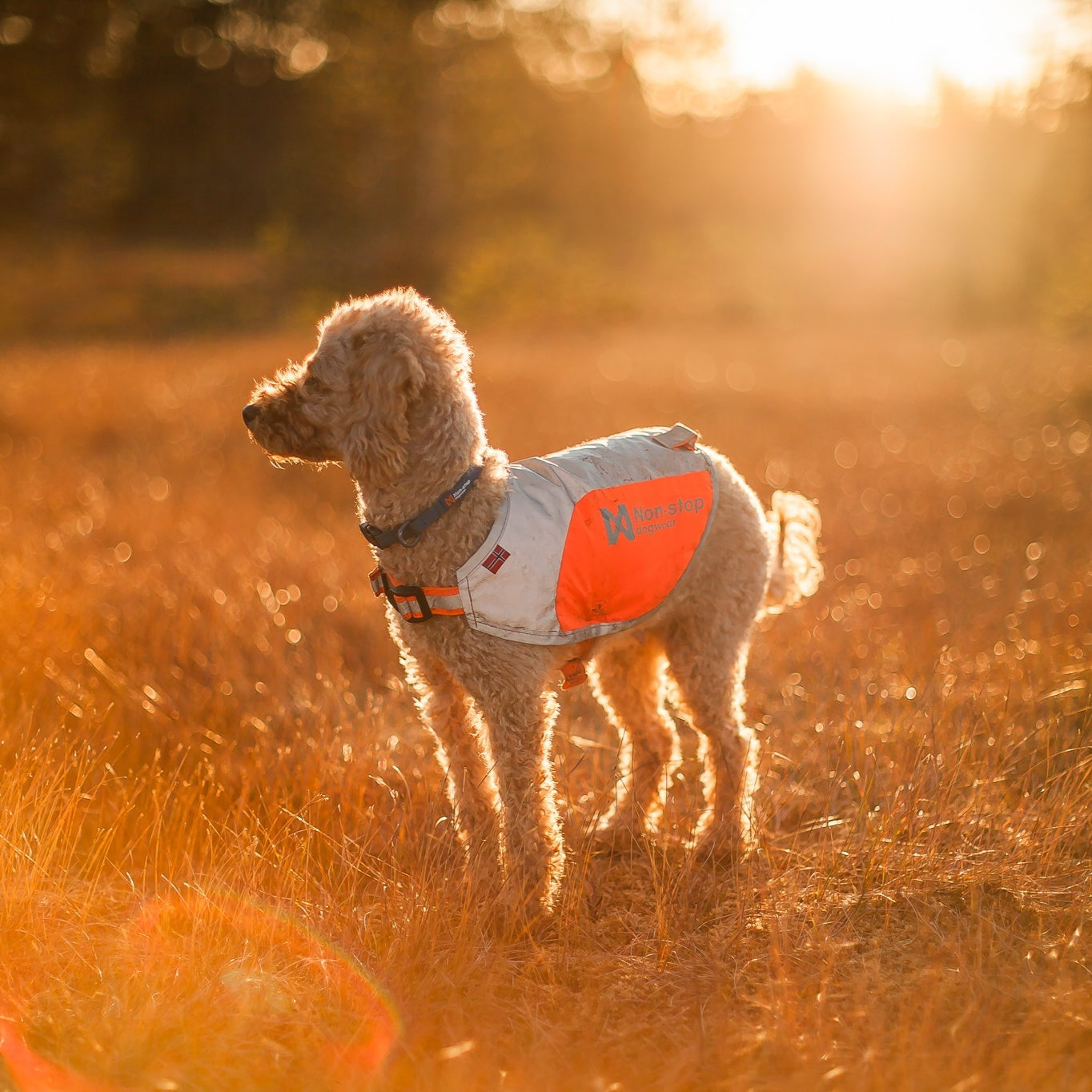Non - stop Reflection Blanket - A - Vet Shop