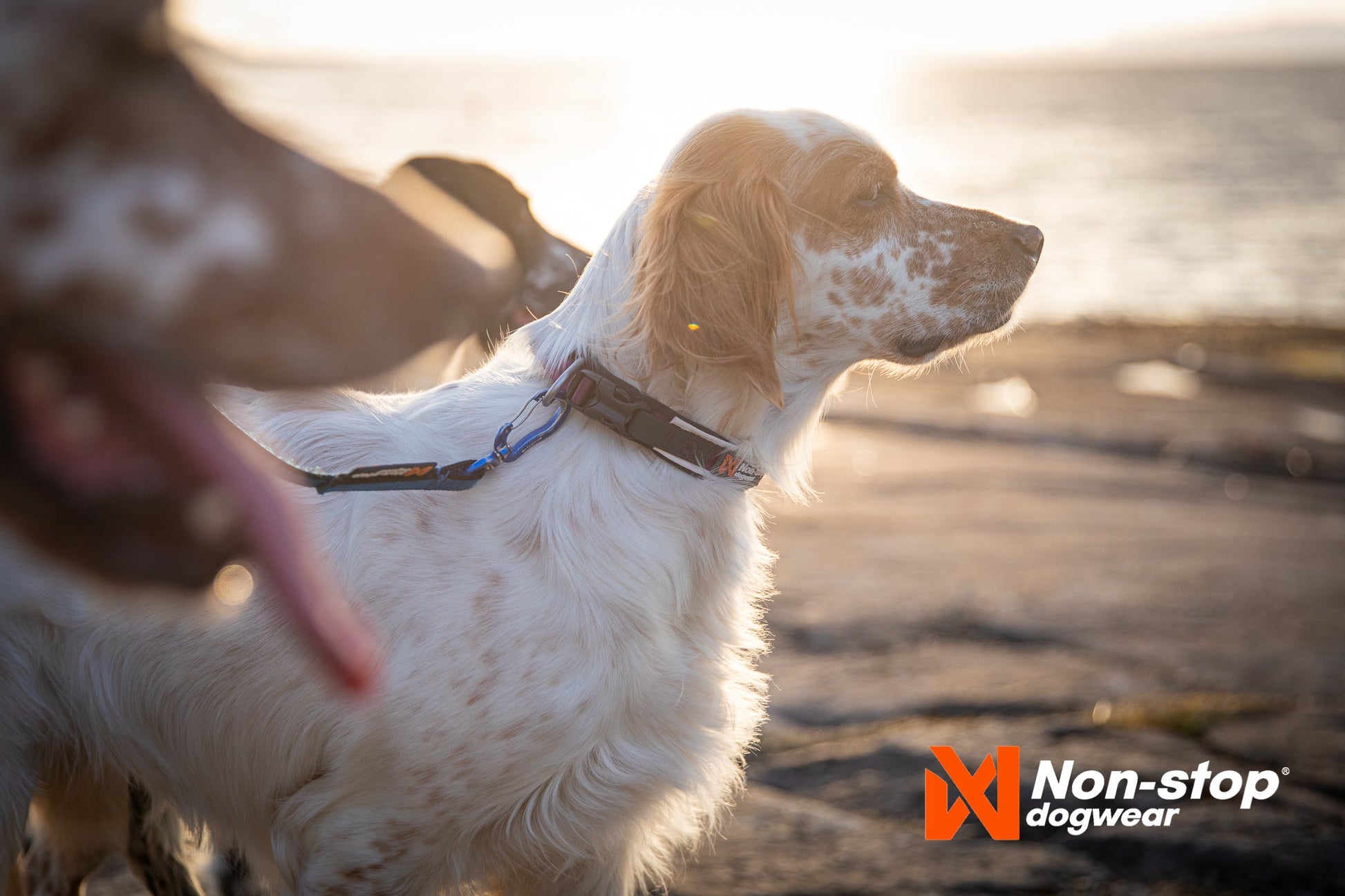 Non - stop Roam Collar - A - Vet Shop