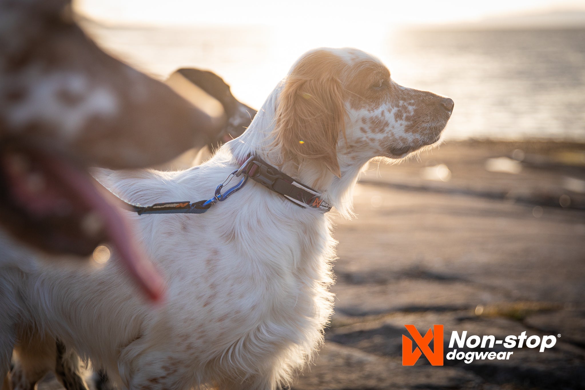 Non - stop Roam Collar - A - Vet Shop