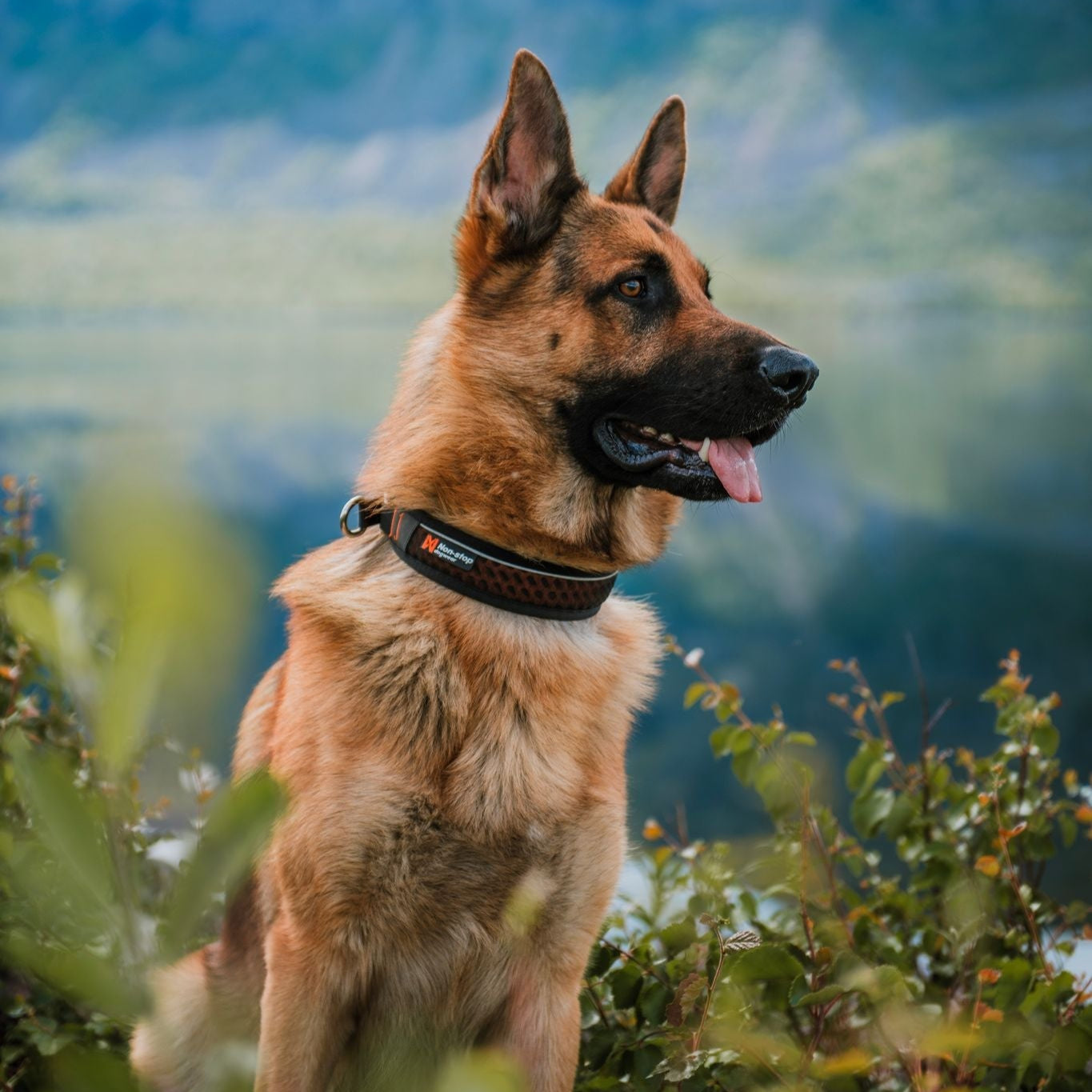 Non - stop Rock Collar - A - Vet Shop
