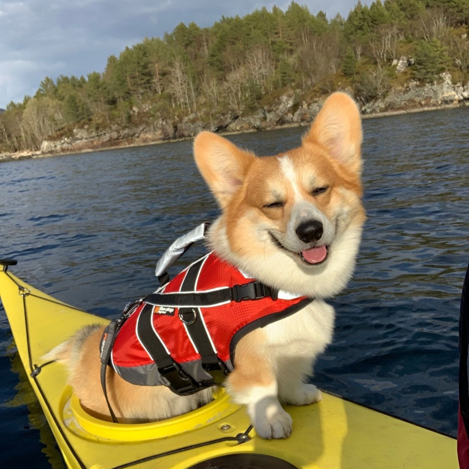 Non - stop Safe Life Jacket - A - Vet Shop