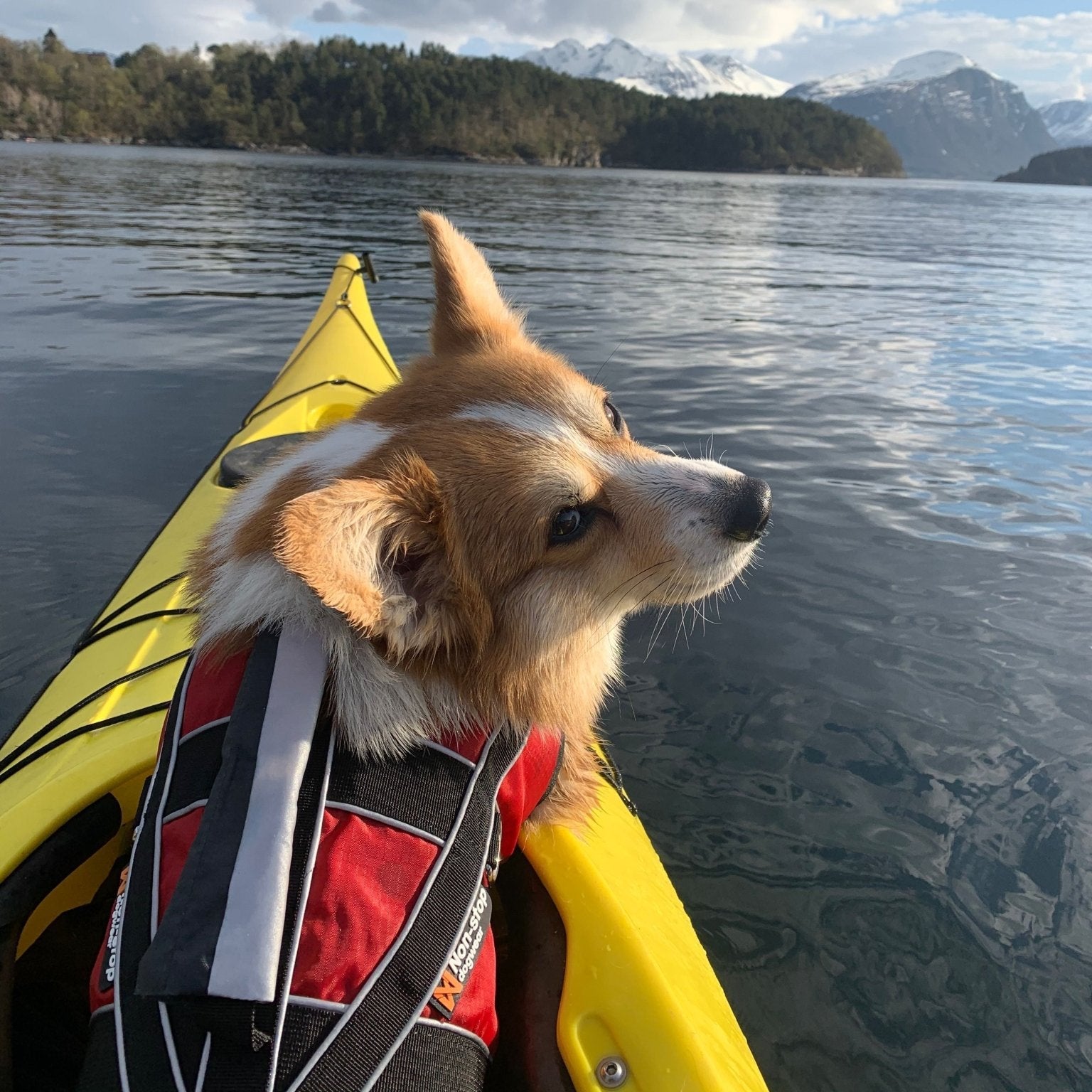 Non - stop Safe Life Jacket - A - Vet Shop