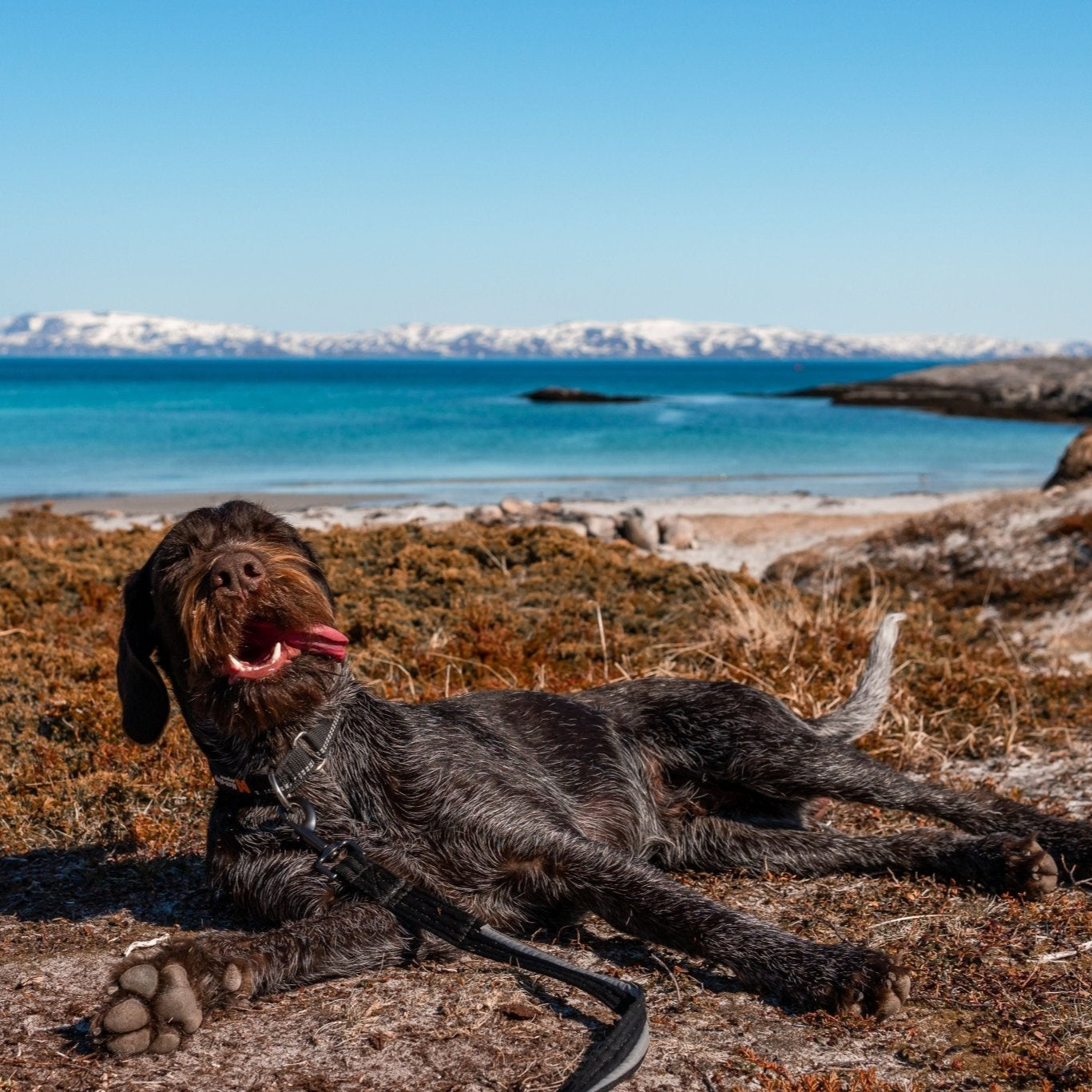 Non - stop Strong Leash - A - Vet Shop