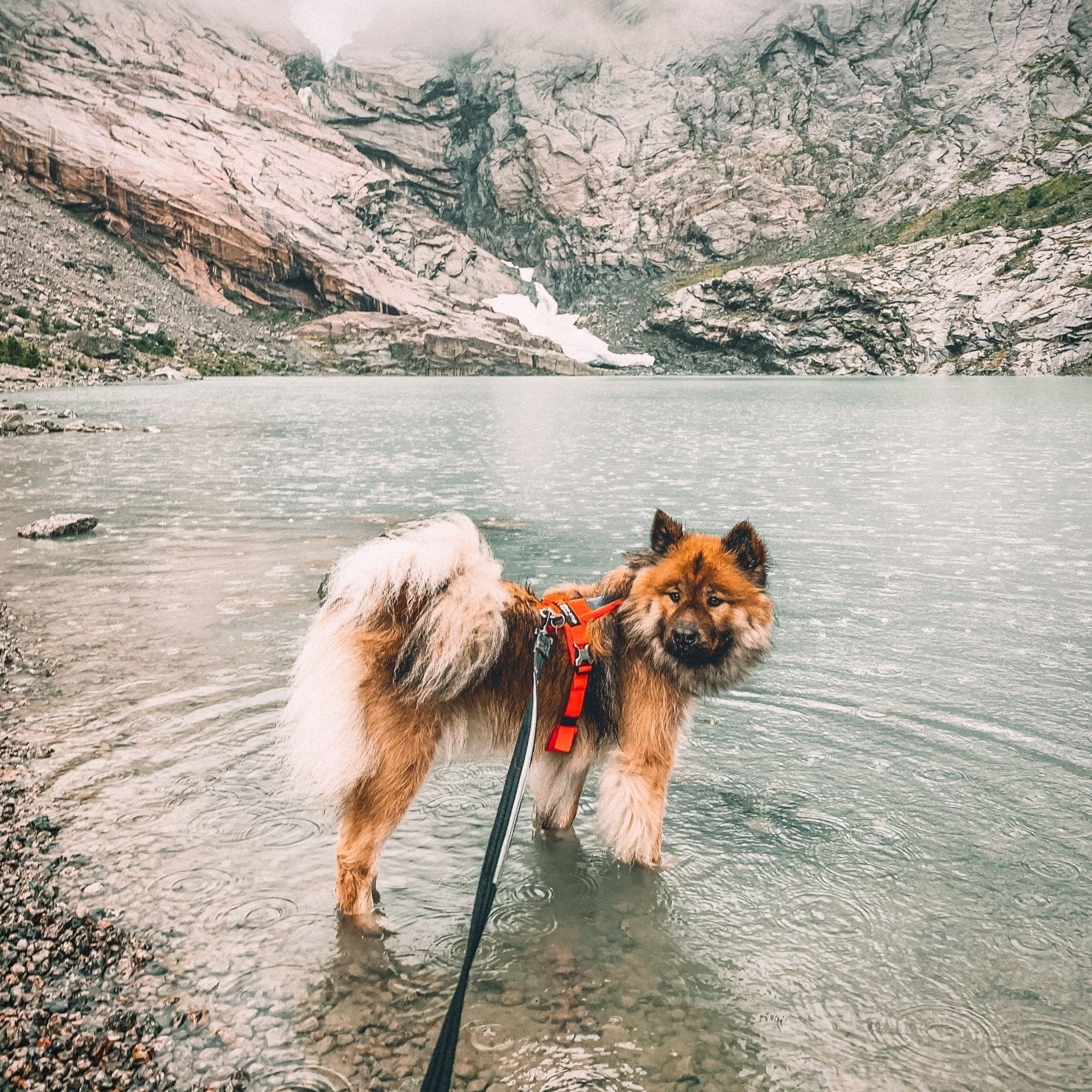 Non - stop Strong Leash - A - Vet Shop