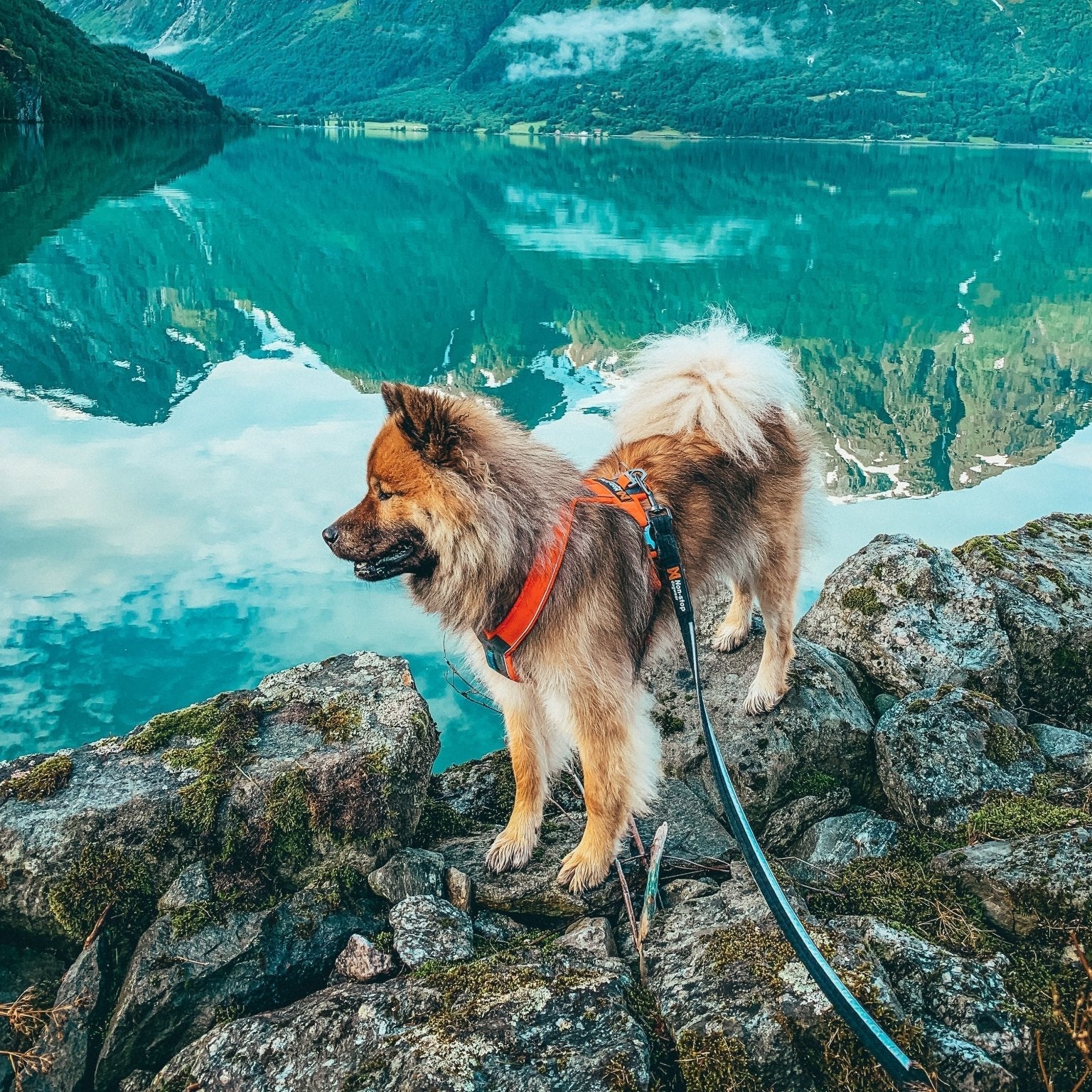 Non - stop Strong Leash - A - Vet Shop