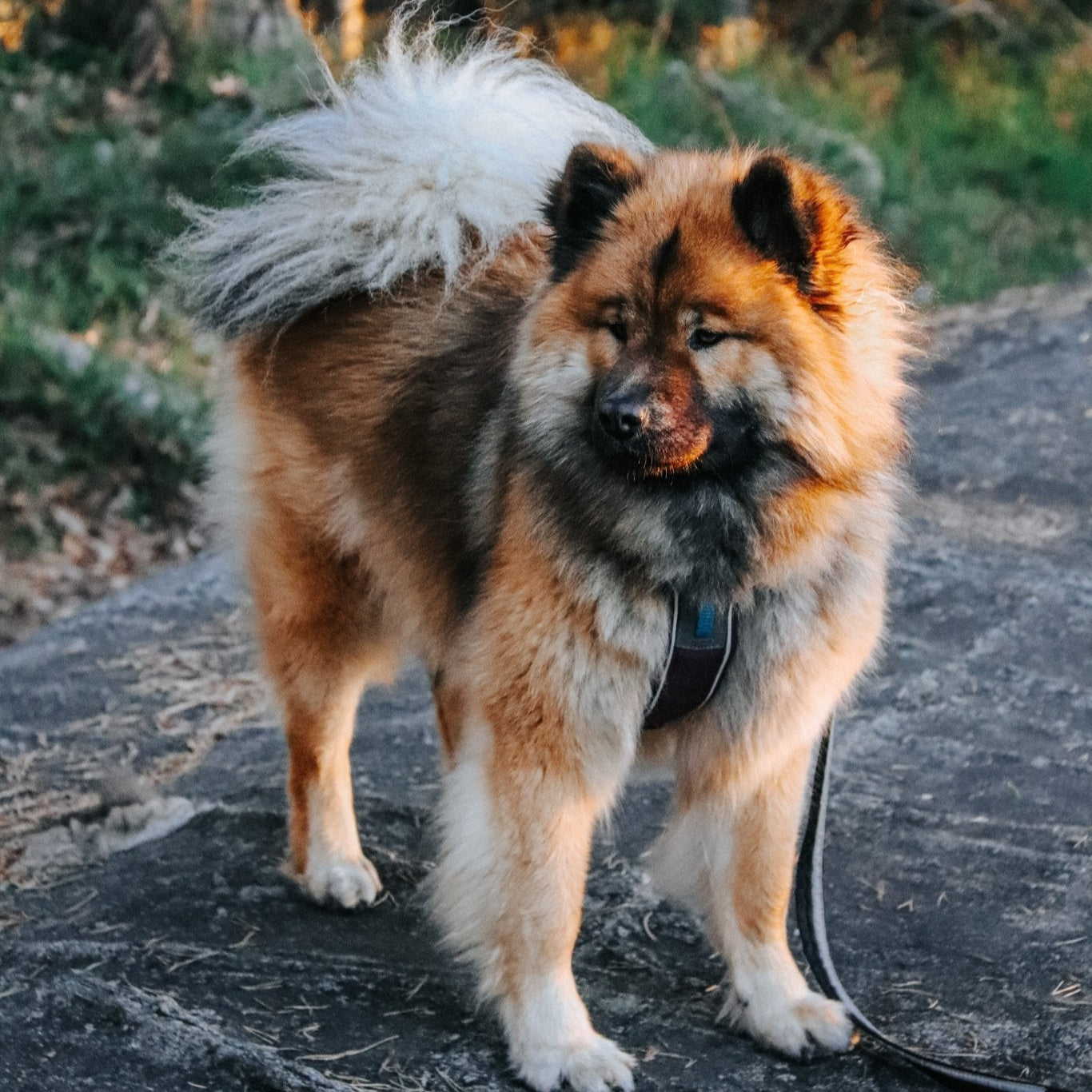 Non - stop Strong Leash - A - Vet Shop