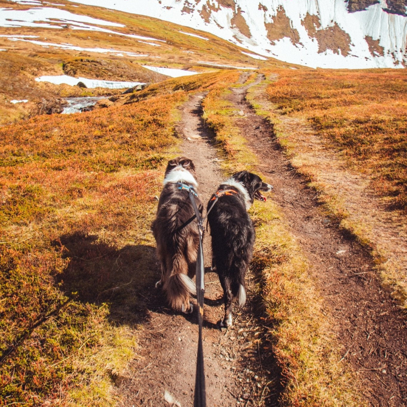 Non - stop Strong Leash - A - Vet Shop