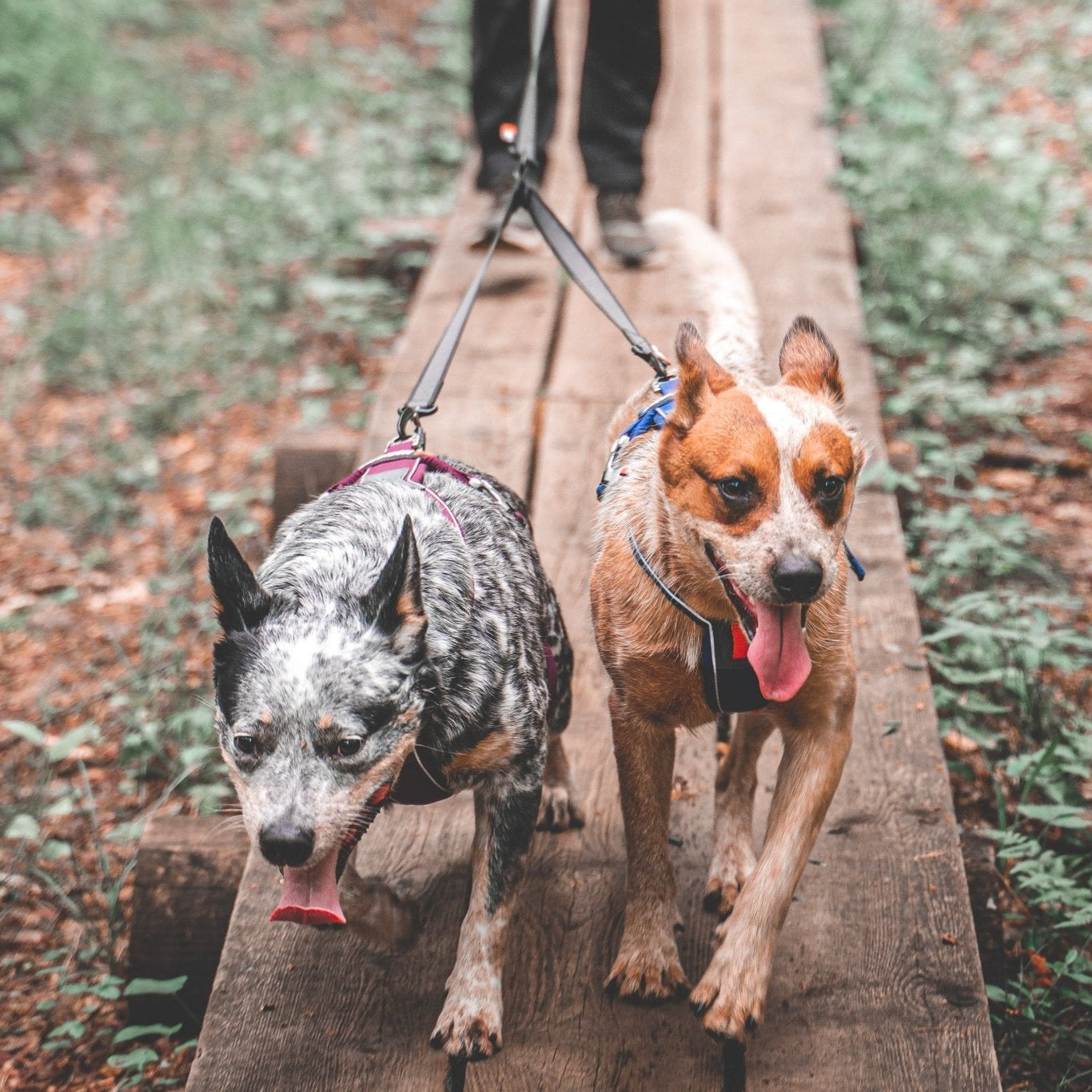 Non - stop Touring Double - A - Vet Shop