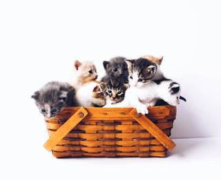 Kattefødsel: Hvor mange kattunger kan en katt få?