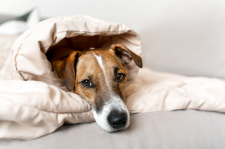 Hunden min hoster: Råd til å finne årsaken til hoste hos hund