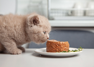 Hva kan katter spise?