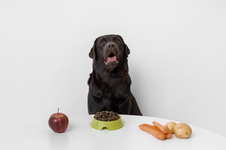 Hva kan hunder spise?