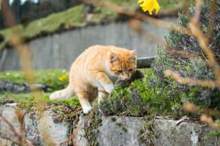 Alt du må vite om ormekur til katt - A-Vet Shop