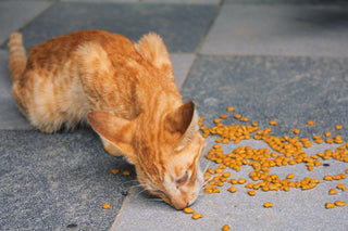 Hvor mye mat skal en katt ha?