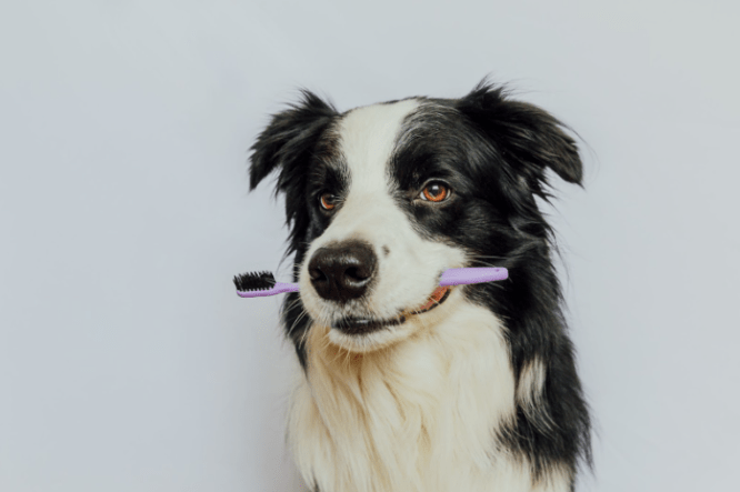 Dårlig ånde hos hund - A-Vet Shop