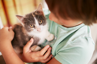 Hvordan oppdra en kattunge - praktiske tips og råd