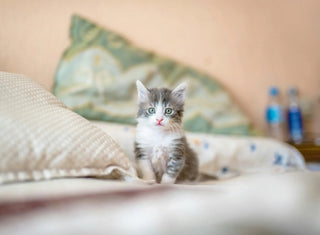 Hva trenger en kattunge? - A-Vet Shop