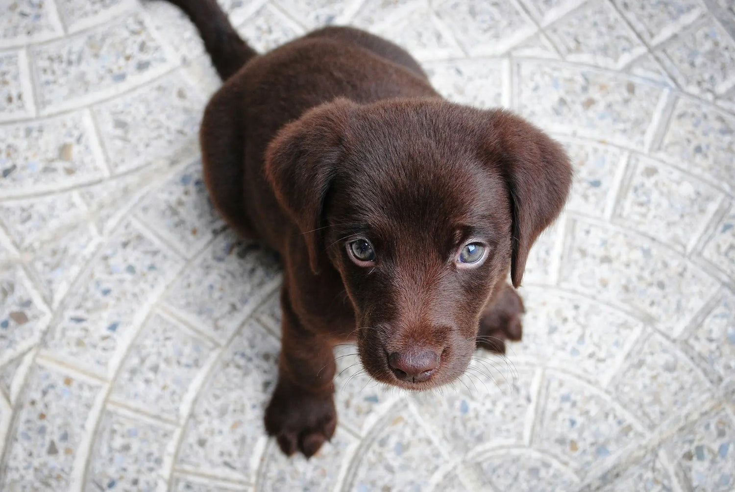 Hva trenger man til en valp? Huskeliste for nye hundeeiere - A-Vet Shop