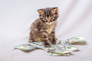 Hvor mye koster en kattunge?