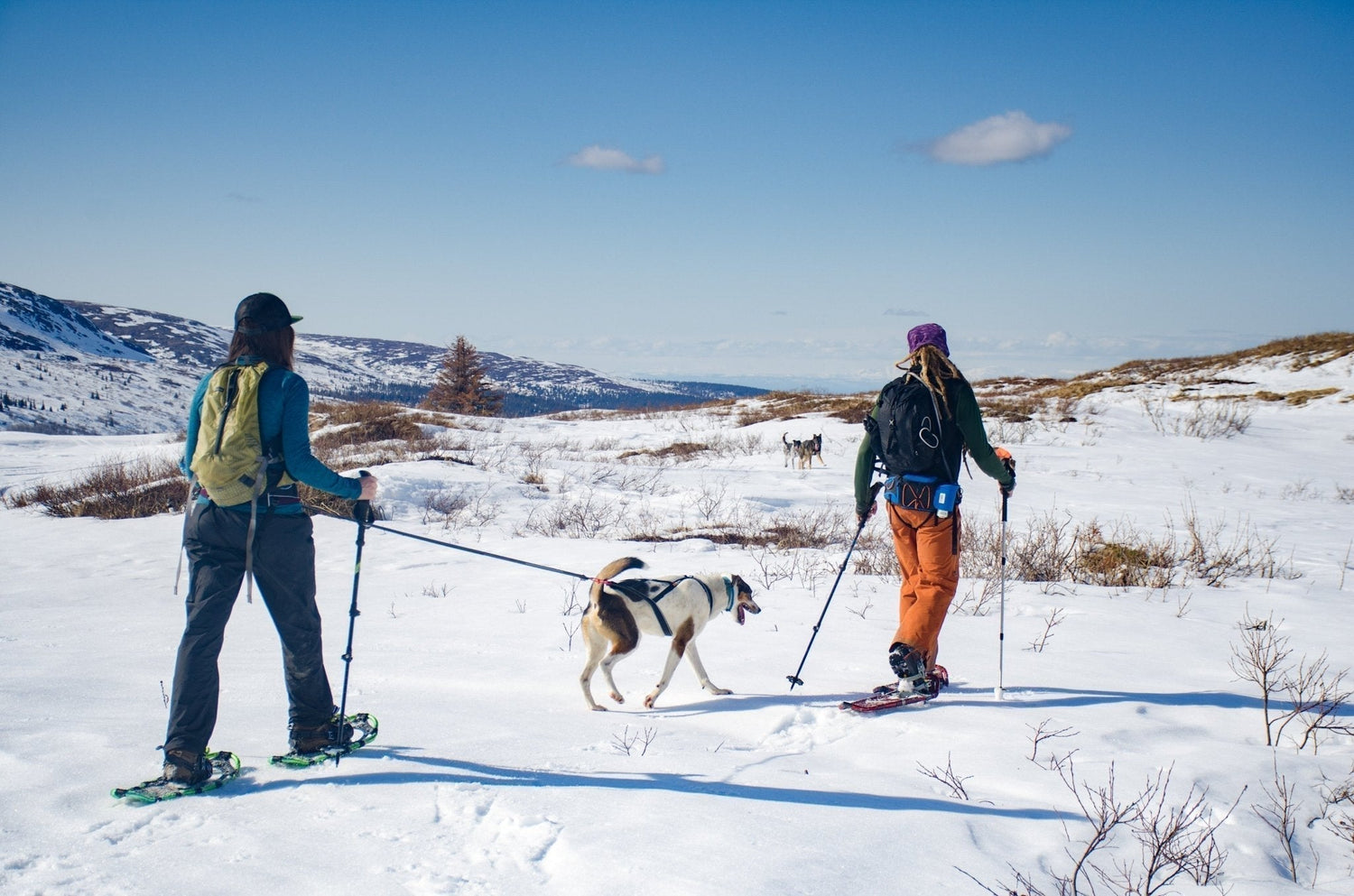 Påskevettregler for hund - A-Vet Shop