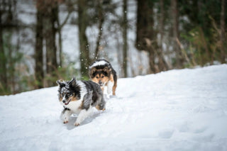 Vinteraktiviteter med hunden - A-Vet Shop