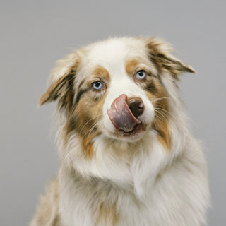 Australian Shepherd