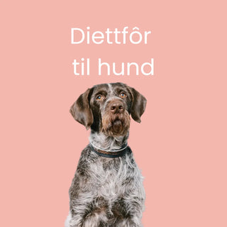 Hund