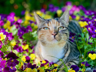 Katt i blomstereng